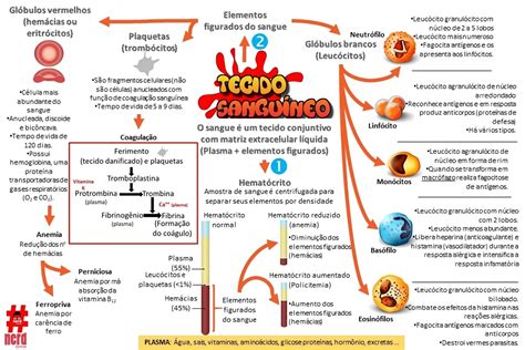 Tecidos Mapa Mental