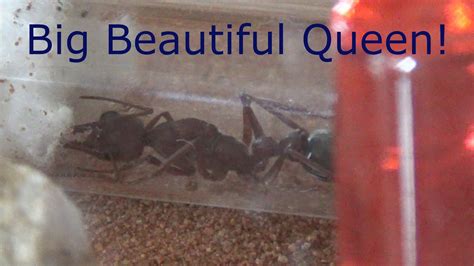 Queen Unboxing Myrmecia Brevinoda YouTube