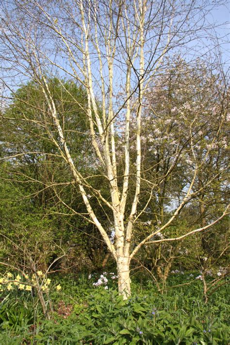 Betula Utilis Var Jacquemontii Grayswood Ghost Pan Global Plants