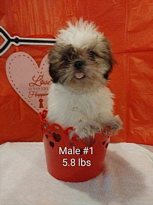 Bordentown Nj Shih Tzu Meet Shushu Pending A Pet For Adoption