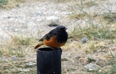 Black Redstart Male Phoenicurus - Free photo on Pixabay