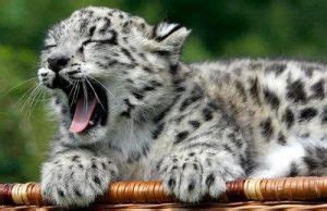 Cute Endangered Animals | Top 10 Cute Endangered Animals