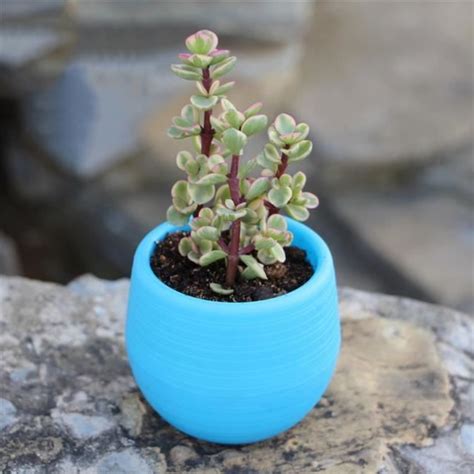 POT DE FLEUR Bleu Mini Pot de fleurs rond en plastique coloré