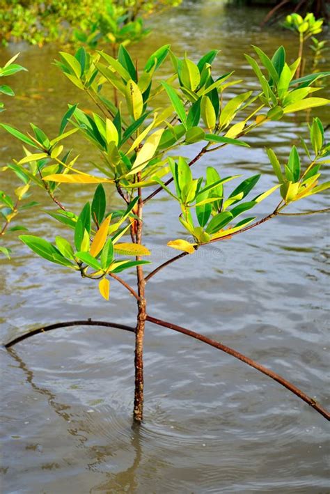 Mangrove Plants Stock Photo Image Of Beautiful Plant