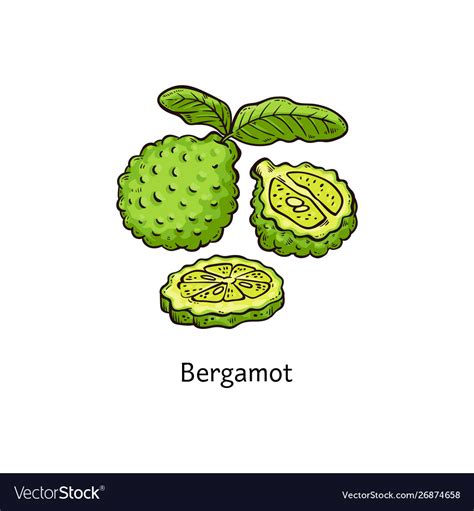 Bergamot fruit isolated drawing Royalty Free Vector Image