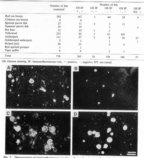 Figure From Immunofluorescence Test For The Rapid Diagnosis Of Red