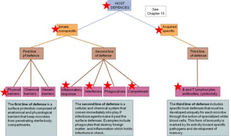 Microbio Ch 14 Innate Immunity Flashcards Quizlet