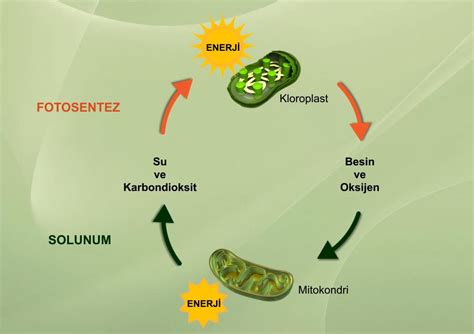 8 Sınıf LGS Blogger