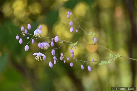 Thalictrum Delavayi Urzeitwald Waldhilsbach