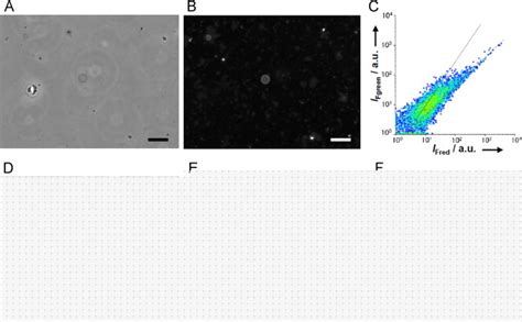 Encapsulated Rna Synthesis In Oil Free Guvs A Rna Synthesis Was