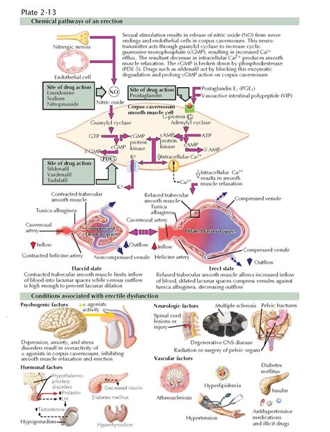Erection and Erectile Dysfunction - pediagenosis