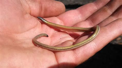 California Legless Lizard The Animal Facts Appearance Diet