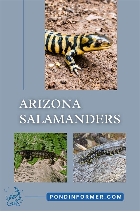 List Of Salamander Species In Indiana Id Pics Artofit