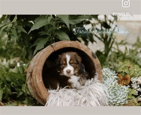 Australian Shepherd Welpen Mit Asca Papieren In Speinshart Bayern