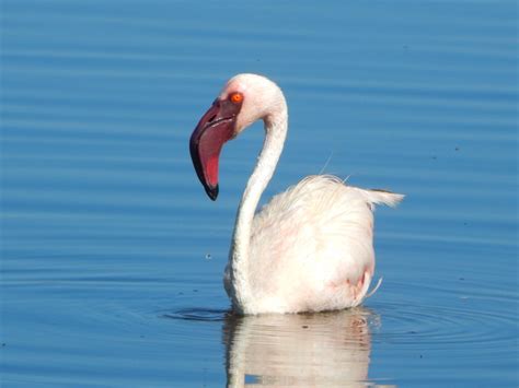 Lake Nakuru National Park | Explore Lake Nakuru Kenya