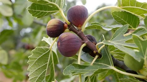 How To Propagate Fig Tree The Garden Bug Detroit