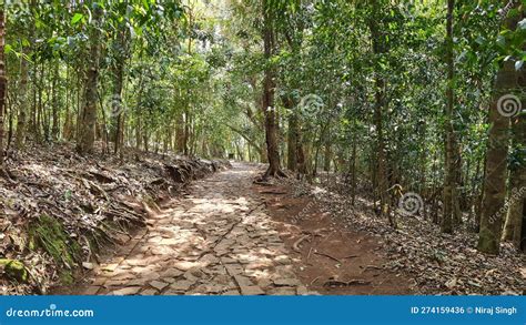 Ooty Coonoor Wayanad Mudumalai National Park Tiger Reserve Pykara