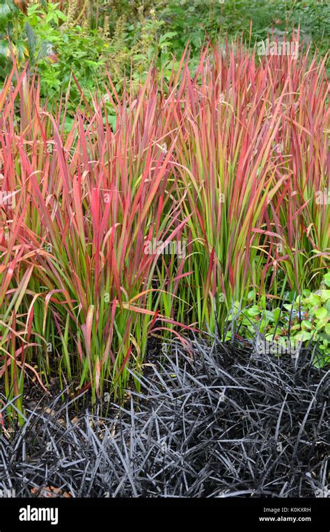 Japanese Blood Grass Imperata Cylindrica Red Baron Syn Imperata