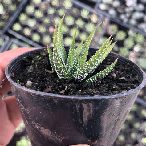 Haworthia Minima Syn H Margaritifera Let Love Grow Succulent