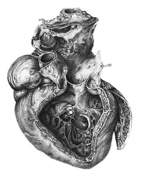 Anatomical Heart Sketch at PaintingValley.com | Explore collection of ...