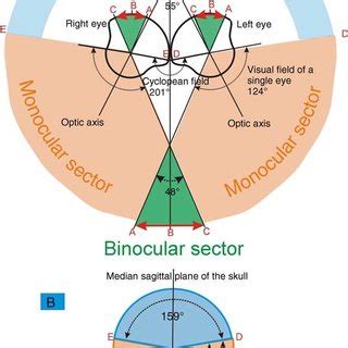 Pdf What Is Binocular Vision For A Birds Eye View