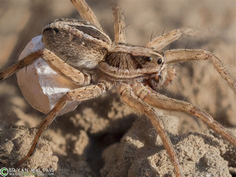 Wolf Spider With Egg Sack Insect Macro Photos