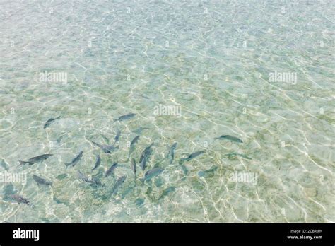 School Of Fishes In Shallow Water Crystal Clear Sea A Lot Of Small