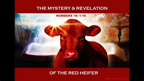 THE MYSTERY REVELATION OF THE RED HEIFER 8282020 RUHKSA YouTube