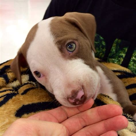 Green-eyed pitbull puppy : aww