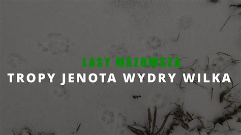 Lasy Mazowsza Tropy Jenota Wydry Wilka Youtube