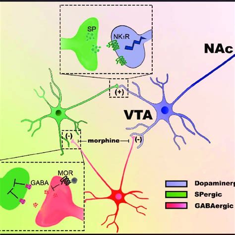 Basal And Substance P Sp Evoked Neurokinin 1 Receptor Nk1r