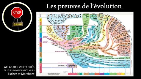 Les preuves de l évolution en 7 minutes YouTube