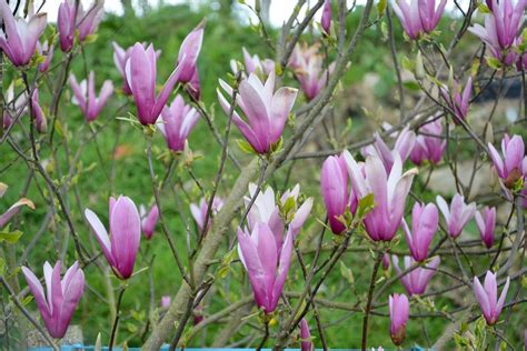 Blumen Magnolia Farbe Lila Weiß Kostenloses Foto auf Pixabay Pixabay