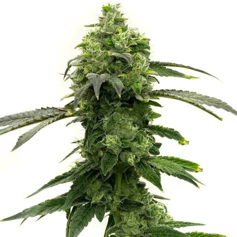 Buy Cbd Super Lemon Haze Seeds Feminized Online Hype Seeds Choose