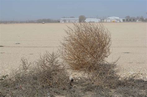 Video Catches Hundreds Of Tumbleweeds Crossing Texas Road In Eerie