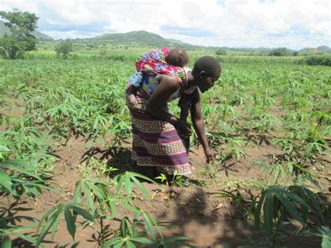 World Vision Malawi In Agriculture Field Day Malawi Nyasa Times