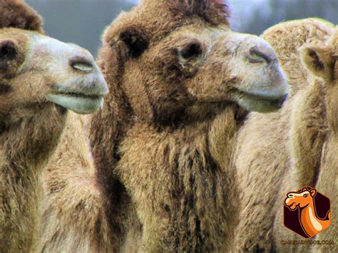 Comparison of Different Camel Breeds for Domestication – Which Breed is ...