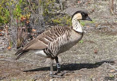 Hawaiʻi Birding Trails | Hawaiian goose