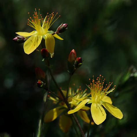 Hypericum Pulchrum Slender St John S Wort Anglesey Wale Flickr