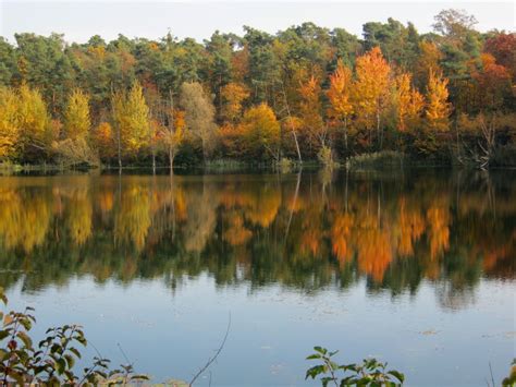 Free Images Landscape Tree Nature Marsh Wilderness Meadow