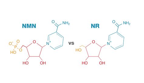 Reduced Nicotinamide Mononucleotide Nmnh The New And Best Nad