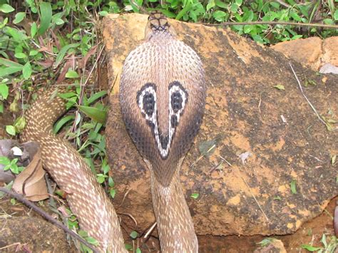 Snakes Snakes In India