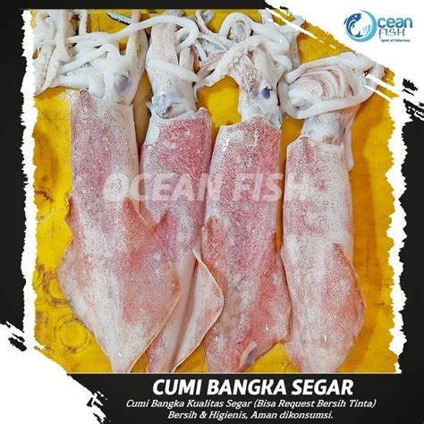 Jual Cumi Bangka Segar Kg Cumi Segar Pilihan Bangka Squid Fresh