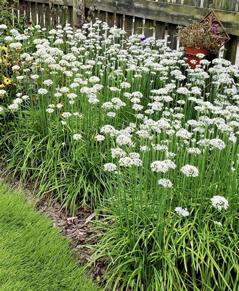 Allium tuberosum (Garlic Chives, Leeks, Wild Leek, Wild Leeks) | North ...