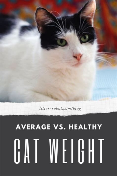 How Heavy Should My Cat Be? Healthy Cat Weight