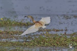 Le Crabier Chevelu Les Oiseaux De Camargue