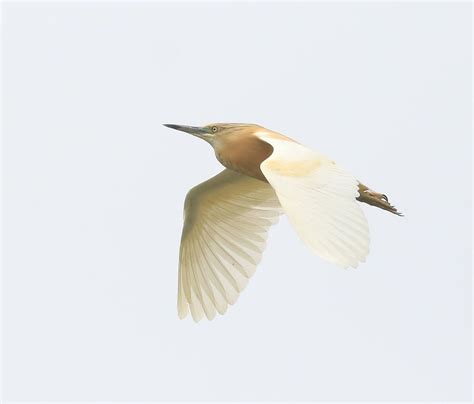 Squacco Heron Daniel Lombard Flickr