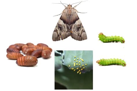 How to Get Rid of Cabbage Moths: A Comprehensive Guide