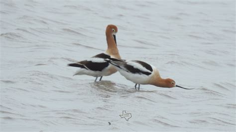 American Avocet From Kleberg County TX USA On April 25 2023 At 02 38