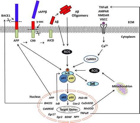 Frontiers Neuronal Gene Targets Of Nf B And Their Dysregulation In